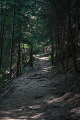 Fototapeta premium forest trail in the Carpathians