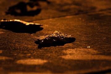 water drops on a dry leaf
