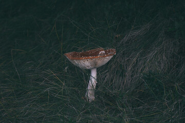 not edible mushrooms that grow in the forest