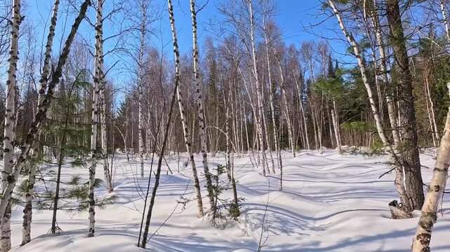 Walking through a winter forest in snowshoes. A man in snowshoes walks through a winter forest. Trampling snow with snowshoes. A MAN prepares a winter camp.