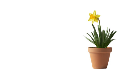 Flower in a pot transparent background