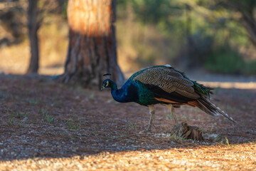 Ornamental park and peacock in the Filerimos Cross area on the island of Rhodes in Greece