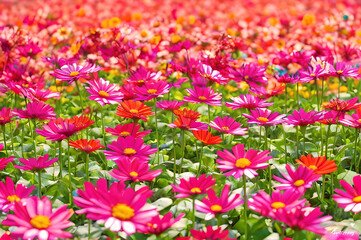 Obraz premium 四季折々の花畑