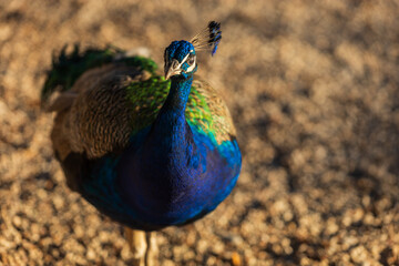 Fototapeta premium Ornamental park and peacock in the Filerimos Cross area on the island of Rhodes in Greece