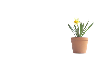 Flower in a pot transparent background