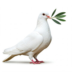 white dove isolated on white background