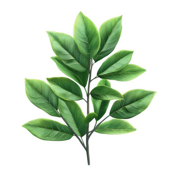 recommend clip art: Tree leaf on transparent background