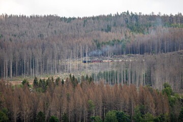Die Brockenbahn fährt durch einen kahlen Harz den Berg hoch