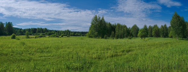 Fototapeta premium Summer meadow landscape with green grass and wild flowers on the background of a forest.