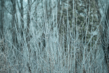 Tree branches after morning frost against the background of fog.