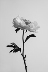 Single Peony Bloom with Soft Petals, Captured on a Simple Stem Against a Minimalist Background. Black and White, Monochromatic Style