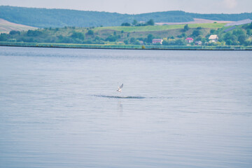 a seagull flying low over the water to catch fish
