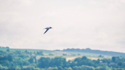 a seagull flying low over the water to catch fish
