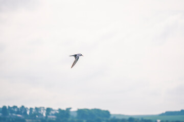 a seagull flying low over the water to catch fish
