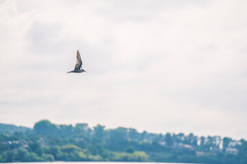 a seagull flying low over the water to catch fish
