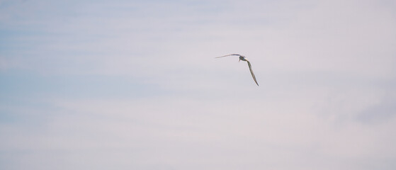 a seagull flying low over the water to catch fish
