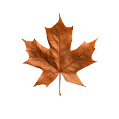 Obraz premium Vivid Autumn Maple Leaf with Warm Hues and Intricate Details Showcasing the Beauty of Fall Foliage