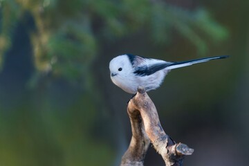 A long tailed tit sits on the branch. A white titmouse with long tail in the nature habitat. Aegithalos caudatus