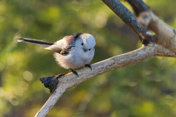 A long tailed tit sits on the branch. A white titmouse with long tail in the nature habitat. Aegithalos caudatus