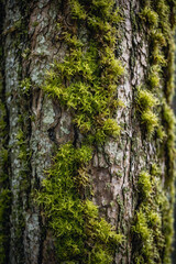 textured tree trunk with moss and lichen, natural patterns