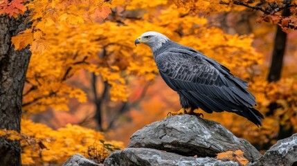 Fototapeta premium Majestic Eagle on Rocks Surrounded by Colorful Autumn Leaves