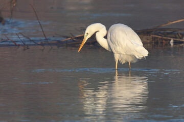 a pesca