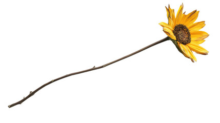 Dried dandelion transparent background