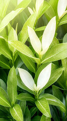 Obraz premium Lush green foliage with vibrant white leaves in sunlight; nature background for spring or summer designs
