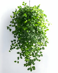 Fototapeta premium Lush green hanging plant against white background; perfect for home decor or office greenery