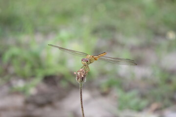 dragonfly on the leaf