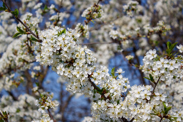 A bunch of white flowers on a tree with a blue sky in the background