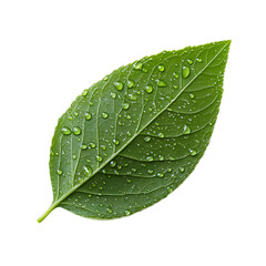 Close up of a Green Leaf with Transparent Dew Droplets on Its Surface