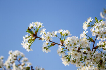 A bunch of white flowers on a tree branch against a blue sky