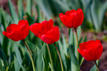 Obraz premium Three red tulips in a field of green leaves