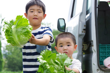 野菜畑で収穫したレタスを持つ子供