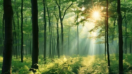 Fototapeta premium Beautiful forest scene with sunlight rays filtering through trees, creating a serene and tranquil atmosphere