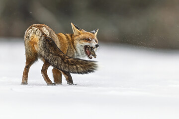 male red fox (Vulpes vulpes) eats the mouse it catches
