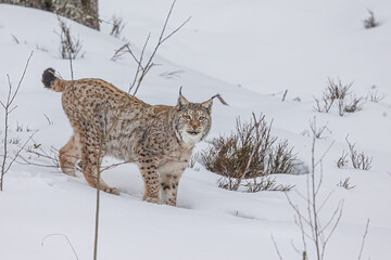 adult male Eurasian lynx (Lynx lynx) walking in the snow
