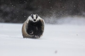 European badger (Meles meles) in a snowstorm © michal