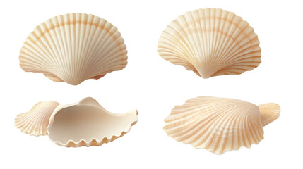 Seashell transparent background