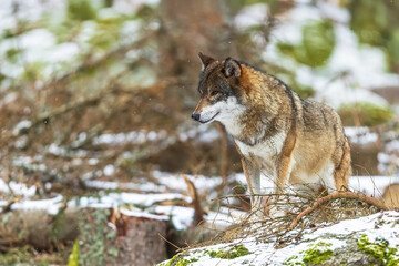 Obraz premium male Eurasian wolf (Canis lupus lupus) is very vigilant