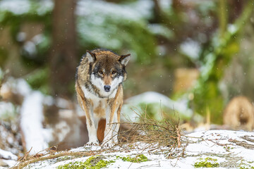 male Eurasian wolf (Canis lupus lupus) he's got his eyes on us