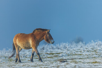 Przewalski's horse (Equus ferus przewalskii ), also called the takhi, Mongolian wild horse or Dzungarian horse with blue sky,