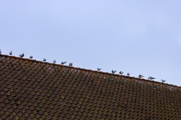 Flock of resting pigeons on the ridge of a tiled roof against the sky