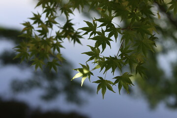 leaves against sky
