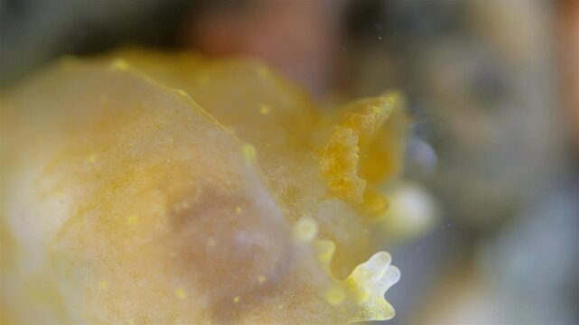 Sea slug Palio dubia close up, order Nudibranchia, Mollusca phylum, family Polyceridae. Gills and lobes are visible. White Sea.