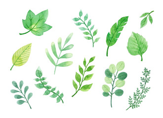 Green leaves watercolor hand drawn illustration