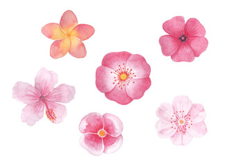 Pink flower watercolor hand drawn illustration