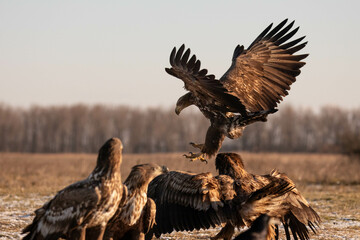 a group of white tailed eagles with another one landing