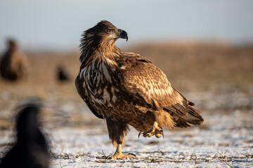 side portrait of a juvenile white tailed eagle